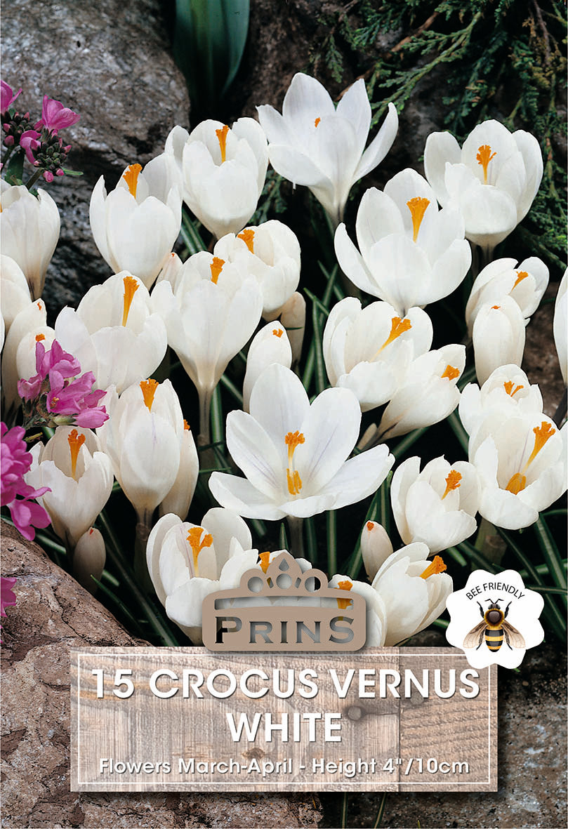 Prins Crosus Vernus White 15 Pack Bulbs
