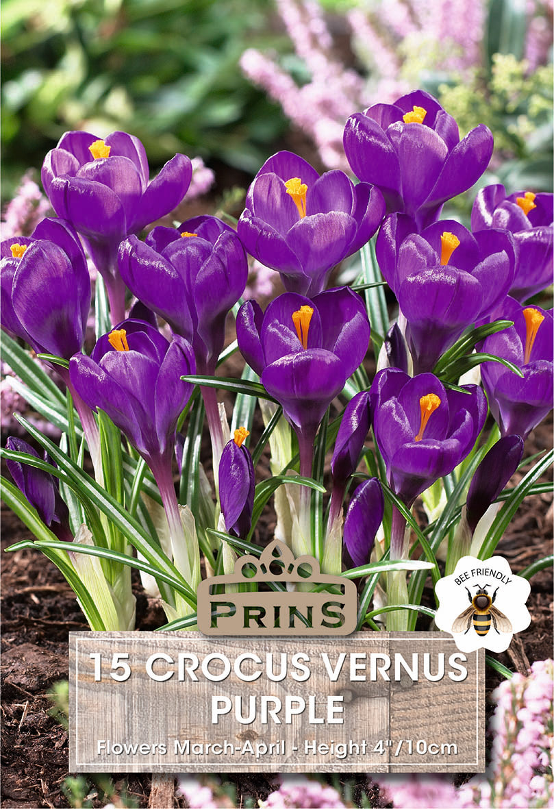 Prins Crocus Vernus Purple 15 Pack Bulbs