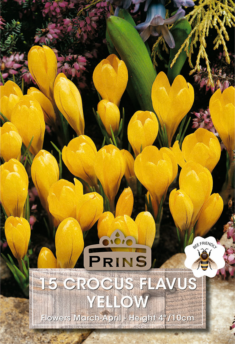 Yellow crocus flowers with a Prins label on a natural background
