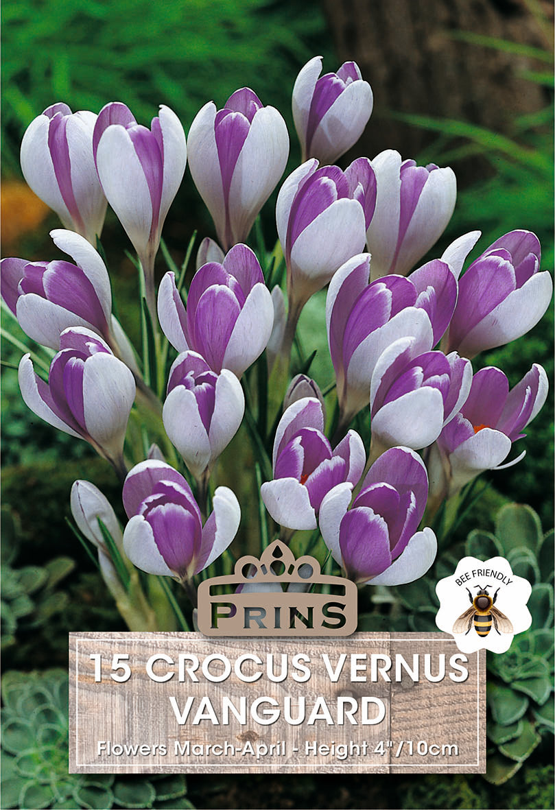 Packaging of Prins Crocus Vernus Vanguard with purple and white flowers on a green background