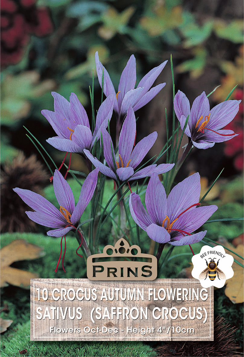 Prins Crocus Autumn Flowering Sativus 10 Pack Bulbs