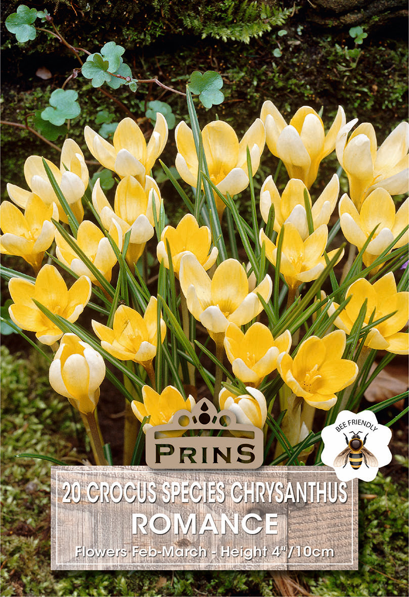 Yellow crocus flowers with a 'Prins' brand label on a green background