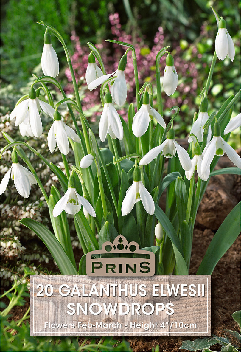 Prins Galanthus Elwesii Snowdrops 20 Pack Bulbs