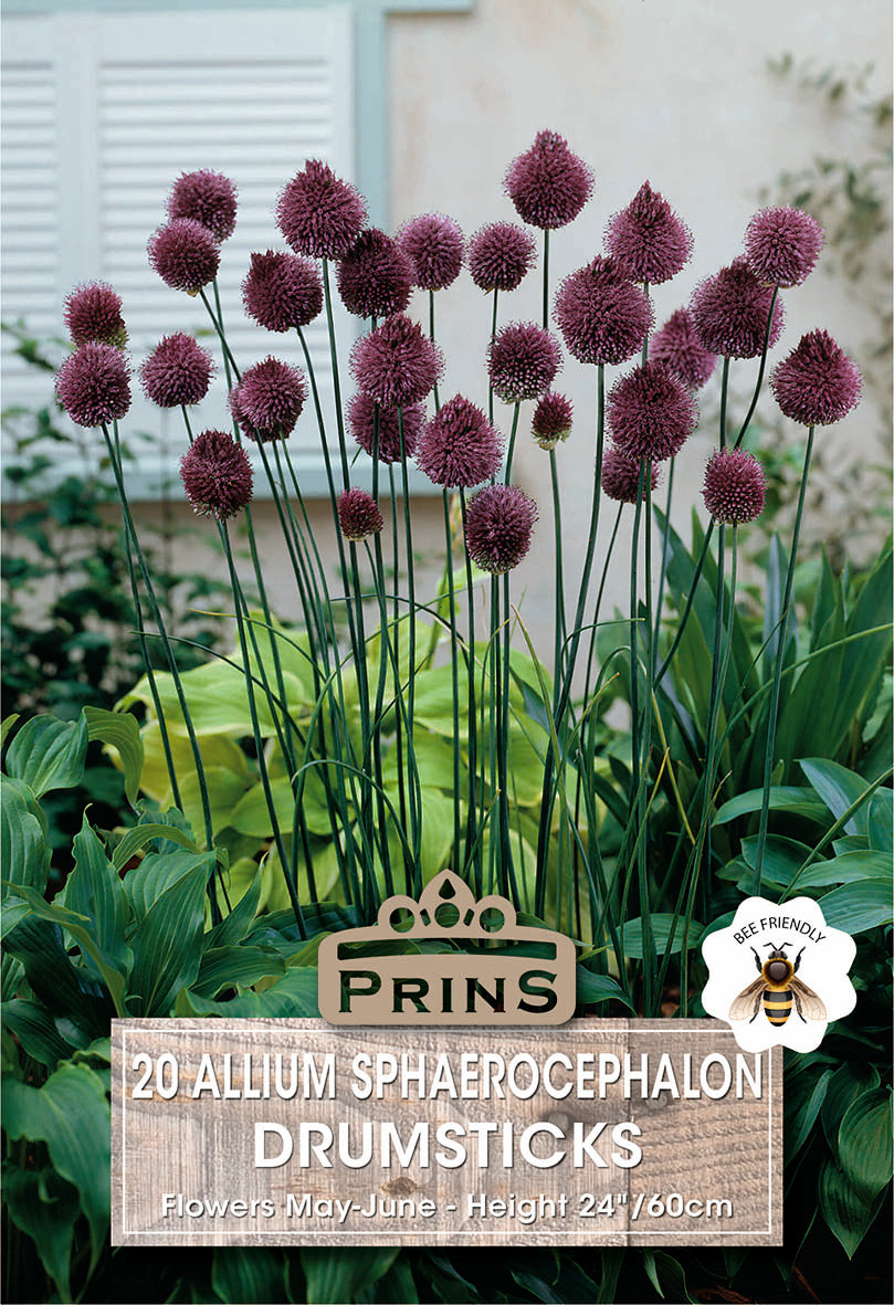 Prins Allium Sphaerocephalon Drumsticks 20 Pack Bulbs