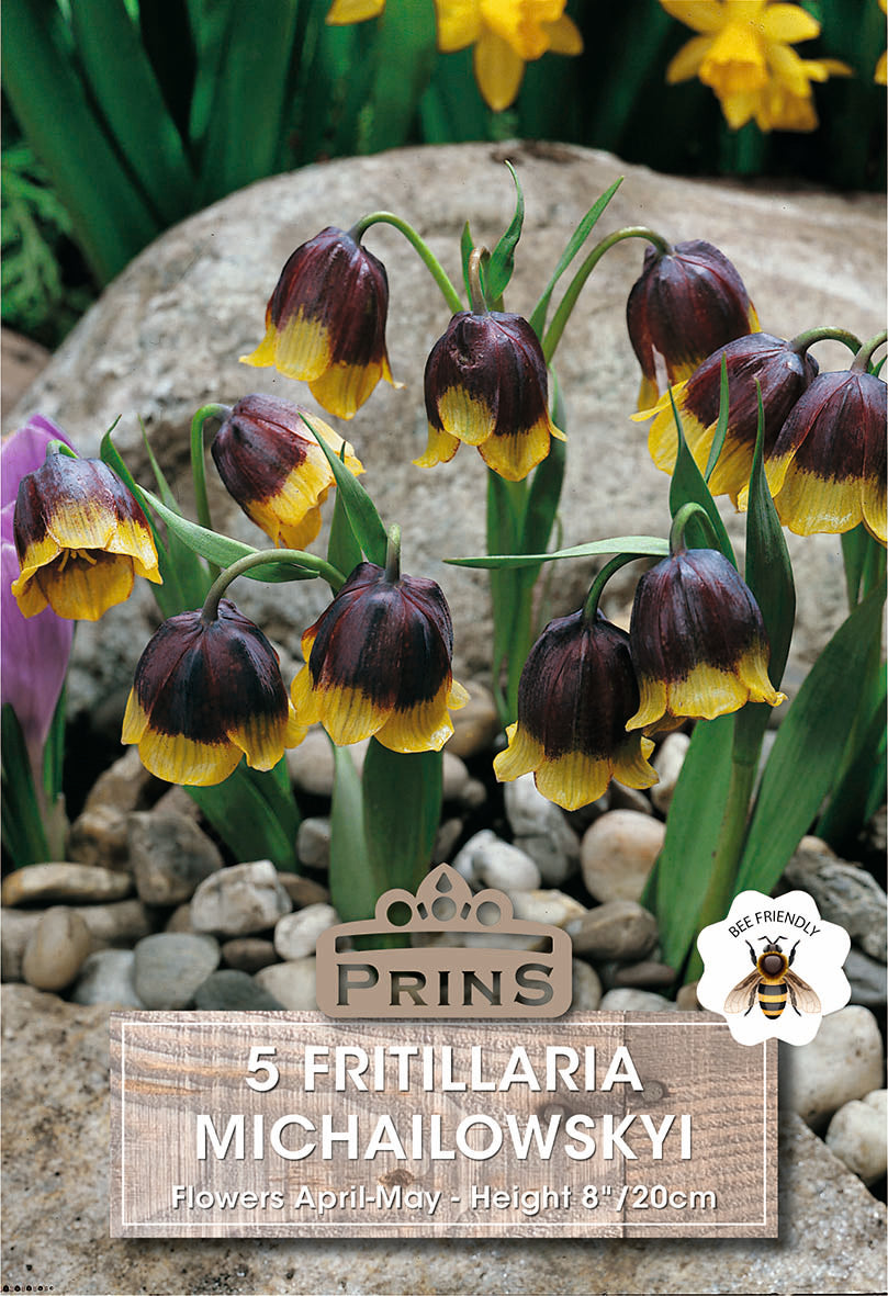 Fritillaria michailowskii flowers with a 'Prins' label on a stone surface.