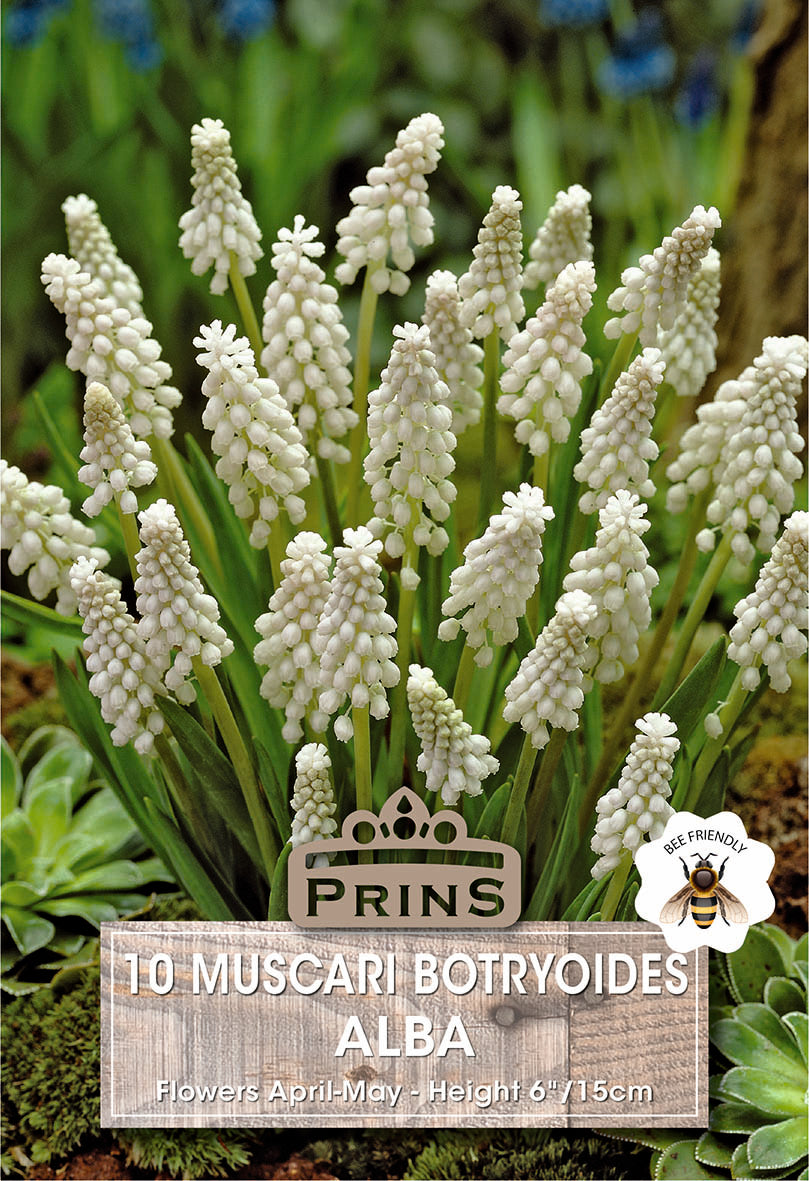 Prins Muscari Botryoides Alba 10 Pack Bulbs