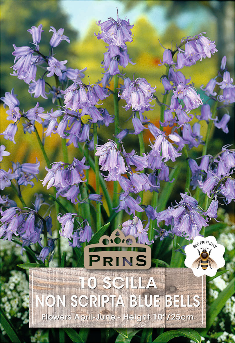 Bluebell flowers with a 'Prins' branded product label in the foreground.