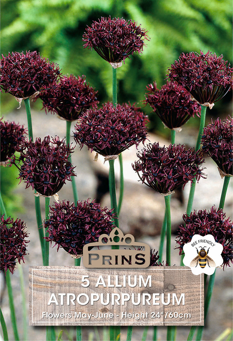 Prins Allium Atropurpureum 5 Pack Bulbs