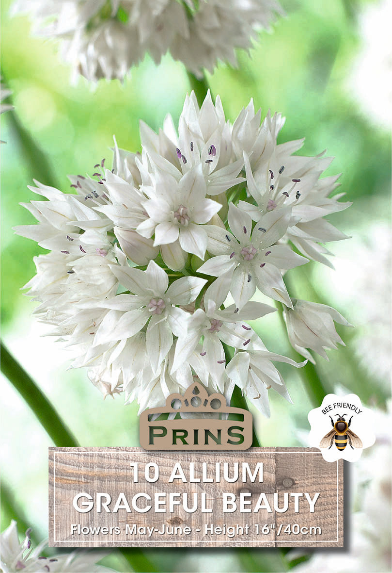 Prins Allium Graceful Beauty 10 Pack Bulbs