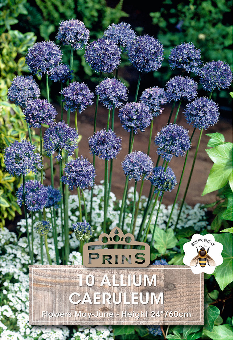 Blue allium flowers with a 'Prins' brand label in a garden setting.