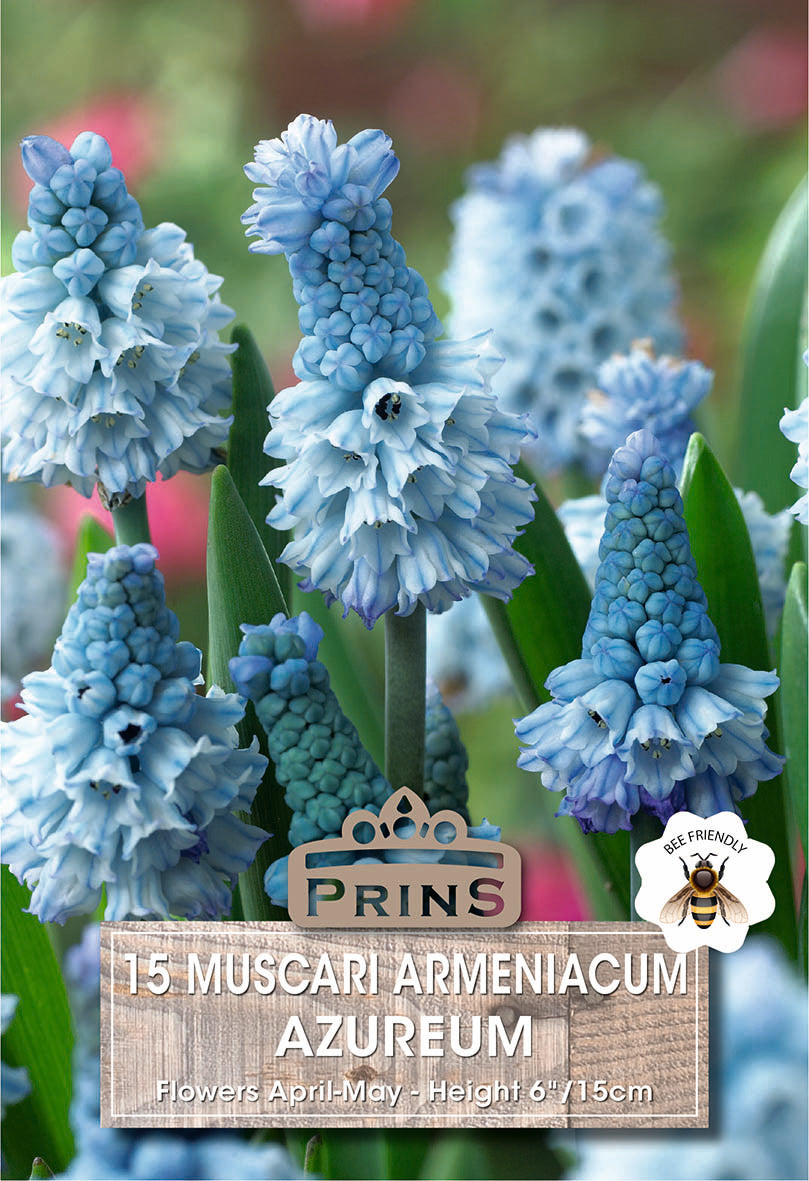 Blue Muscari Armeniacum Azurum flowers with a Prins label in a garden setting.