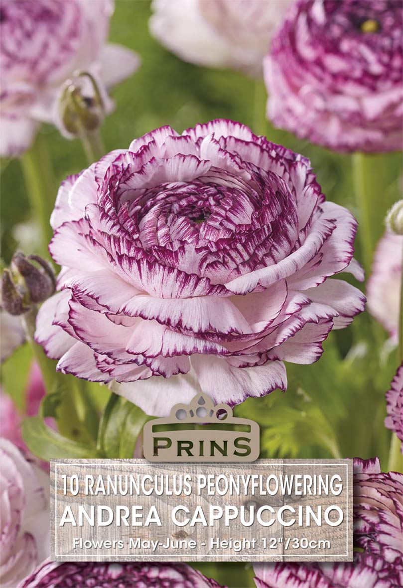 Close-up of a ranunculus flower with purple and white stripes, branded 'Prins'.