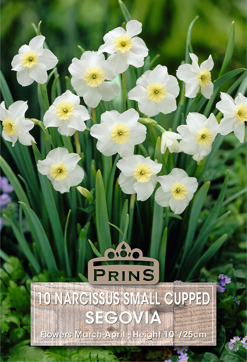 Prins Narcissus Small Cupped Segovia 10 Pack Bulbs
