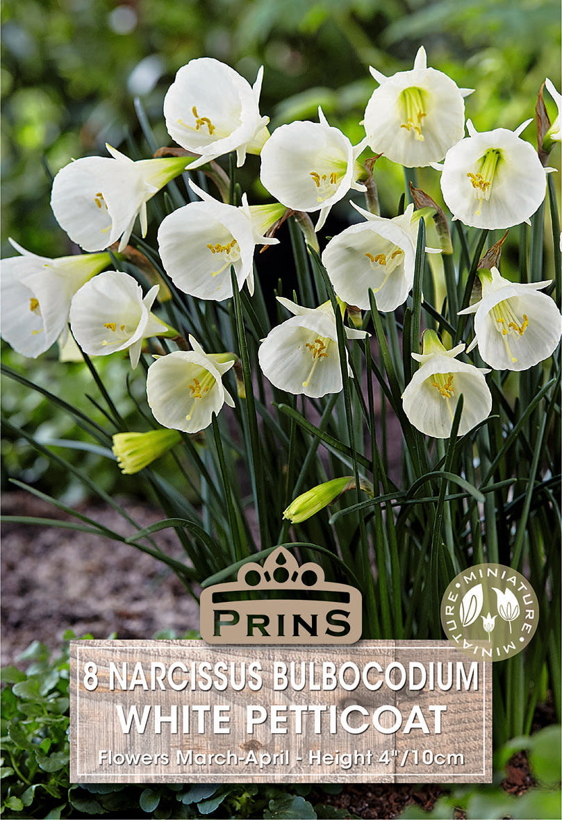 Prins Narcissus Bulbocodium White Petticoat 8 Pack Bulbs