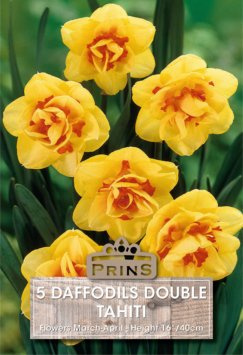 Prins Daffodils Double Tahiti 5 Pack Bulbs