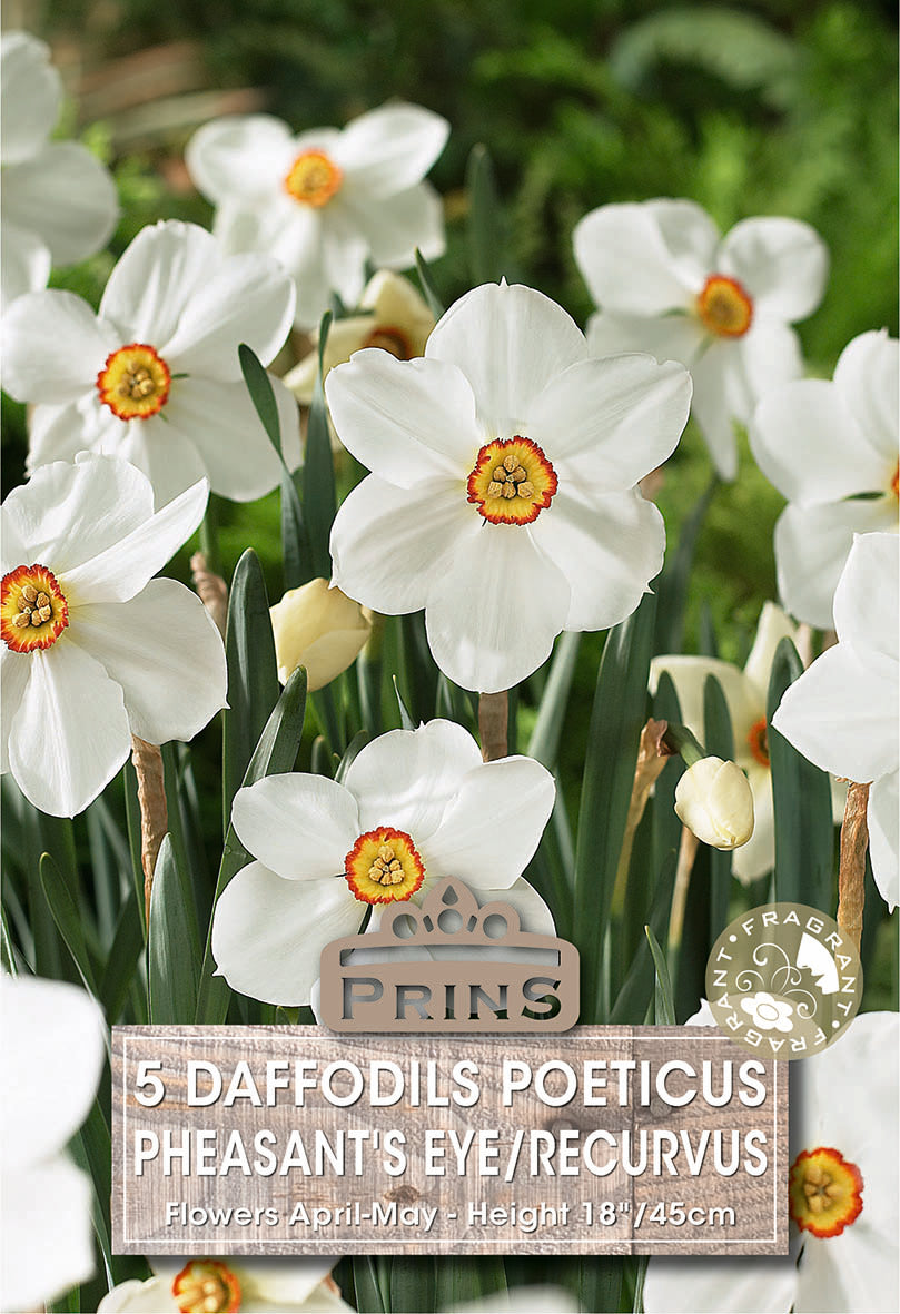 White daffodils with yellow centers on a green background, featuring a label for 'Prins' daffodils.