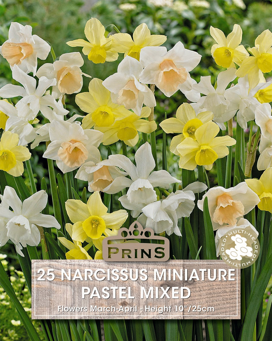 Prins Narcissus Miniature Pastel Mixed 25 Pack Bulbs