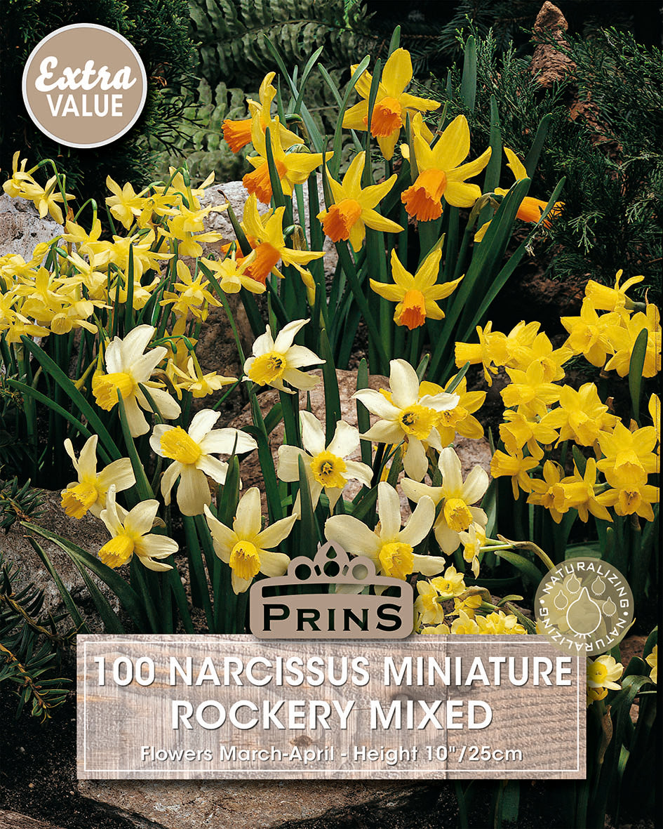 Packaging of Prins 100 Narcissus Miniature Rockery Mixed flowers with yellow and orange flowers.