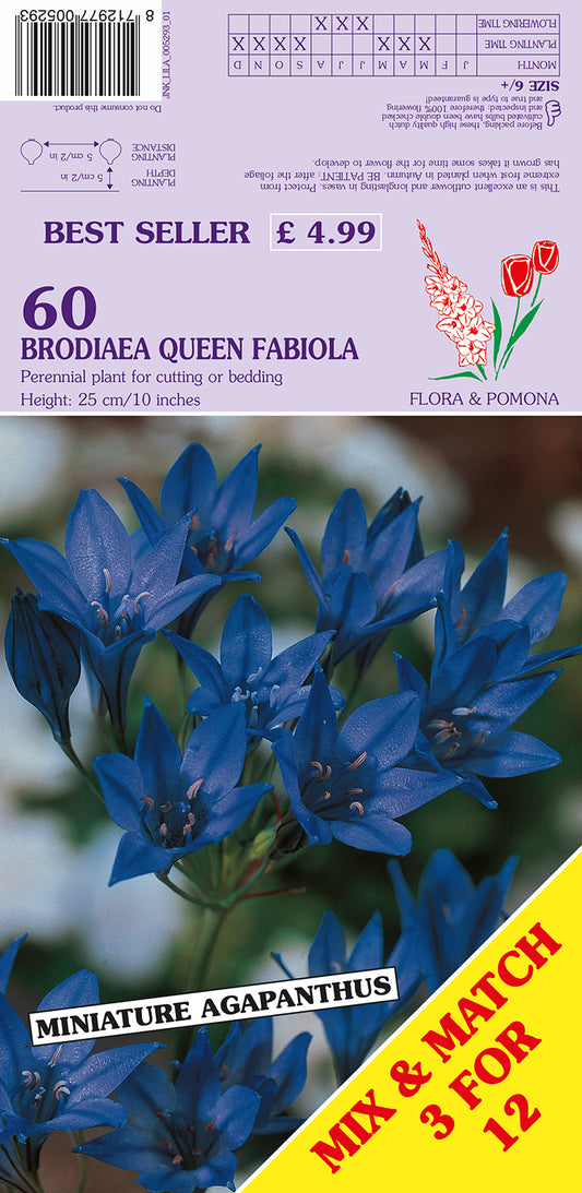 Flower seed packet for Brodiaea Queen Fabiola with blue flowers and branding details.