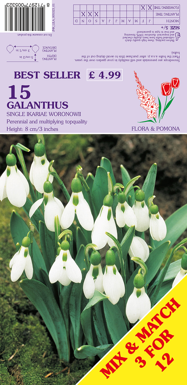Galanthus Single Ikariae Woronowii Snowdrops 15 Pack Bulbs