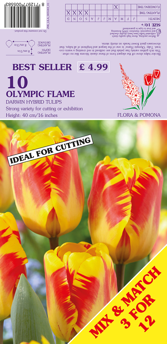 Olympic Flame Darwin Hybrid Tulips 10 Pack Bulbs