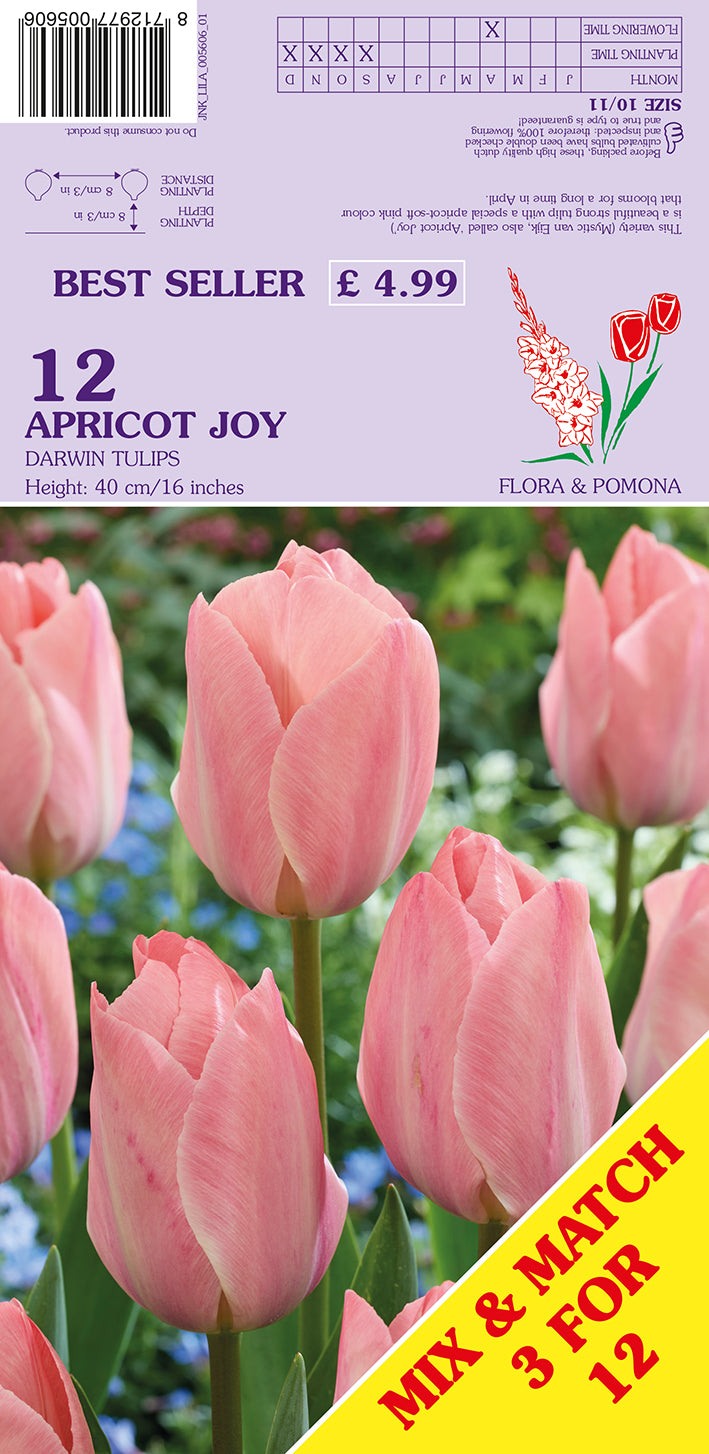 Apricot Joy Darwin Tulips 12 Pack Bulbs