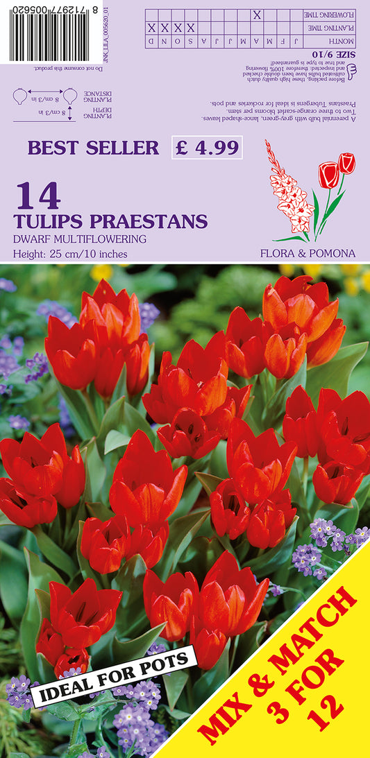 Flower packet with red tulips and branding details on a purple background