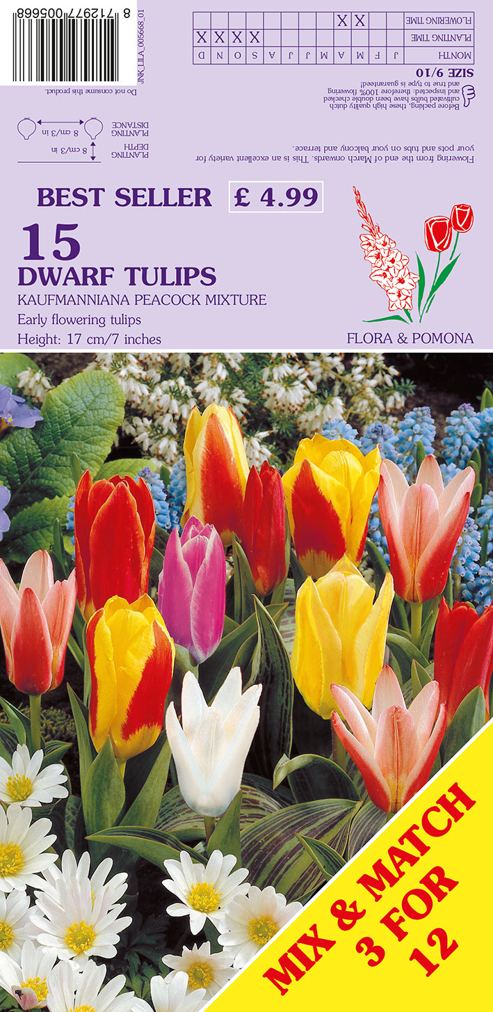 Dwarf Tulips Kaufmanniana Peacock Mixture 15 Pack Bulbs