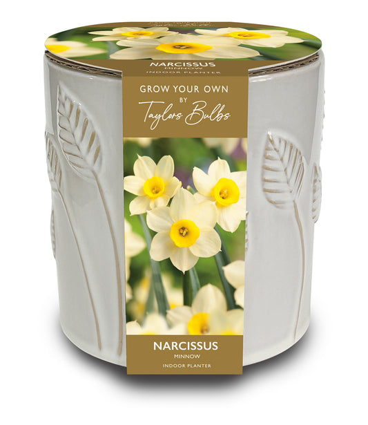 Narcissus indoor planter with packaging featuring images of daffodils.