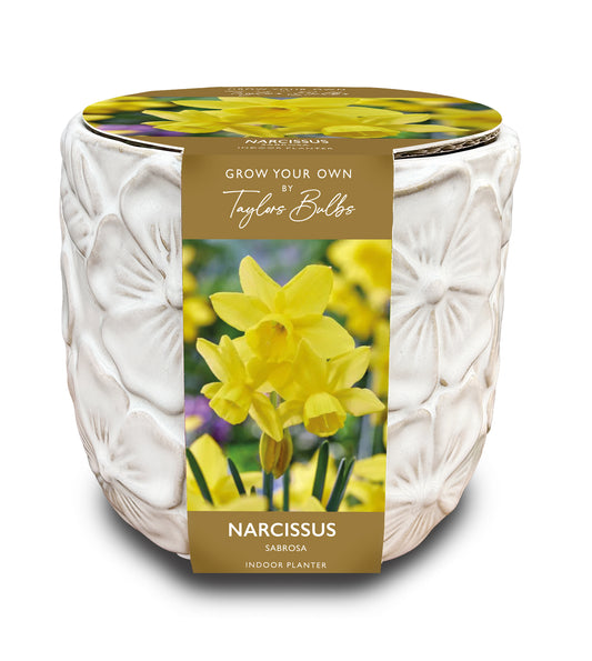 White indoor planter with a label for growing narcissus bulbs on a white background
