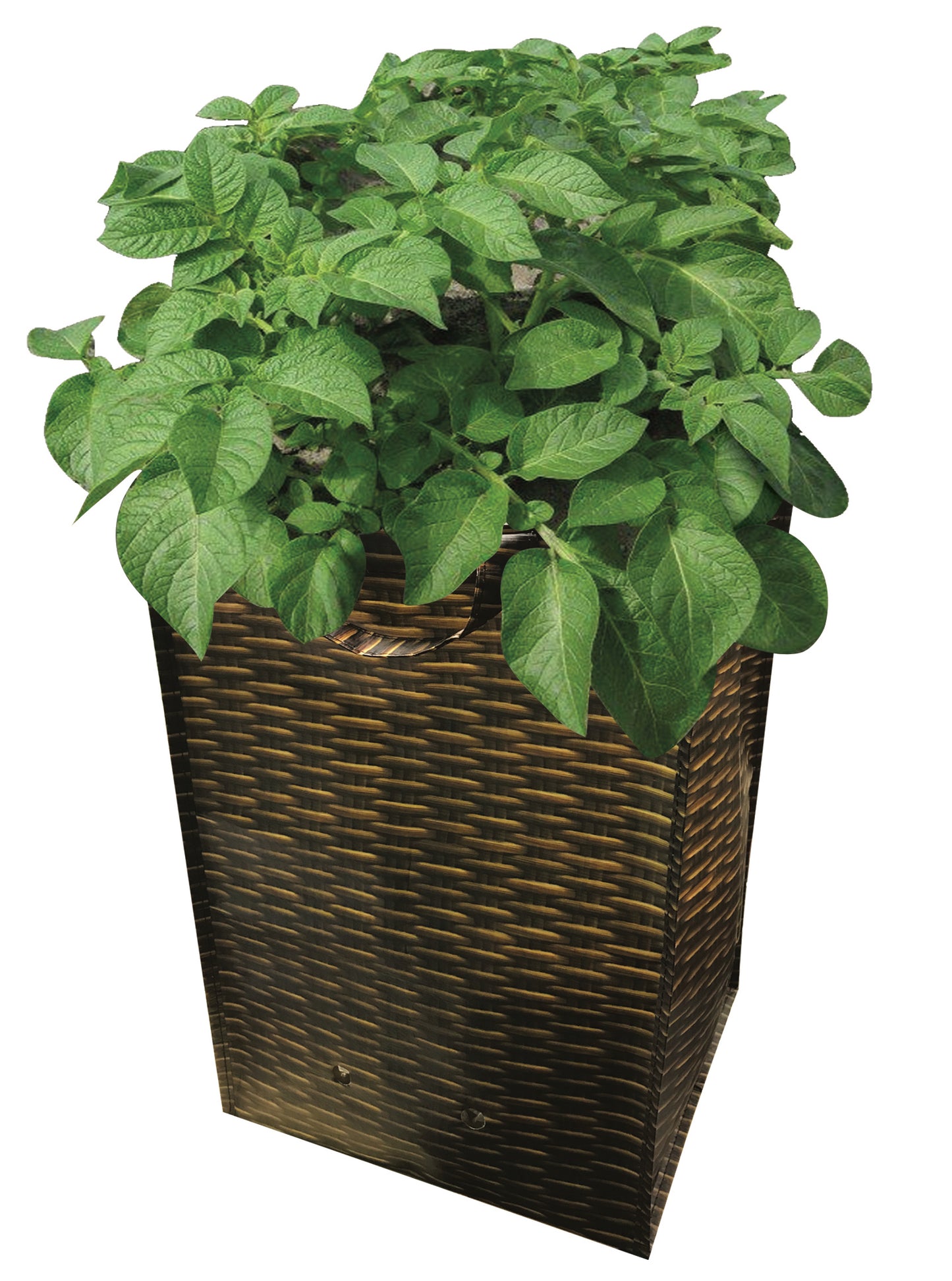 Green potted plant in a wicker basket on a white background