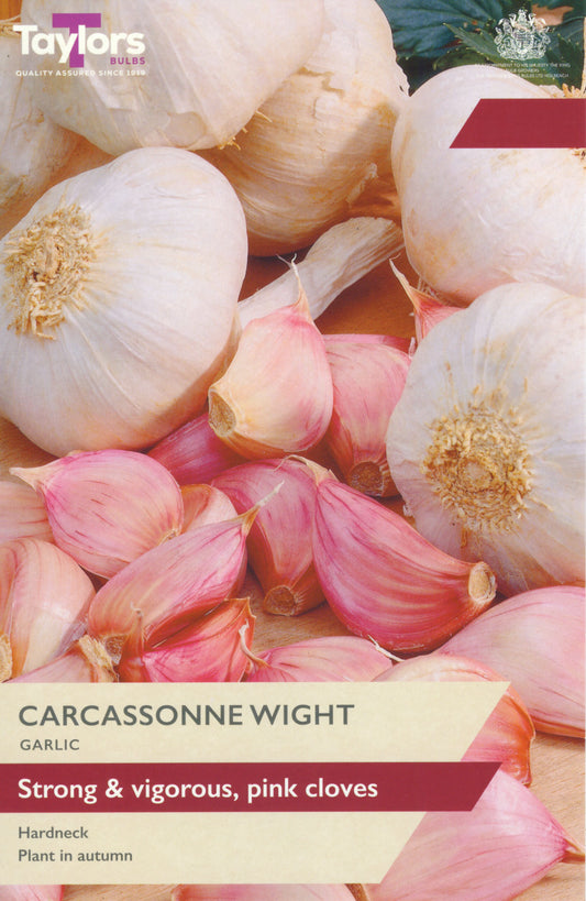 Garlic bulbs with pink cloves on a packaging labeled 'Carcassonne Wight' from Taylors Bulbs.