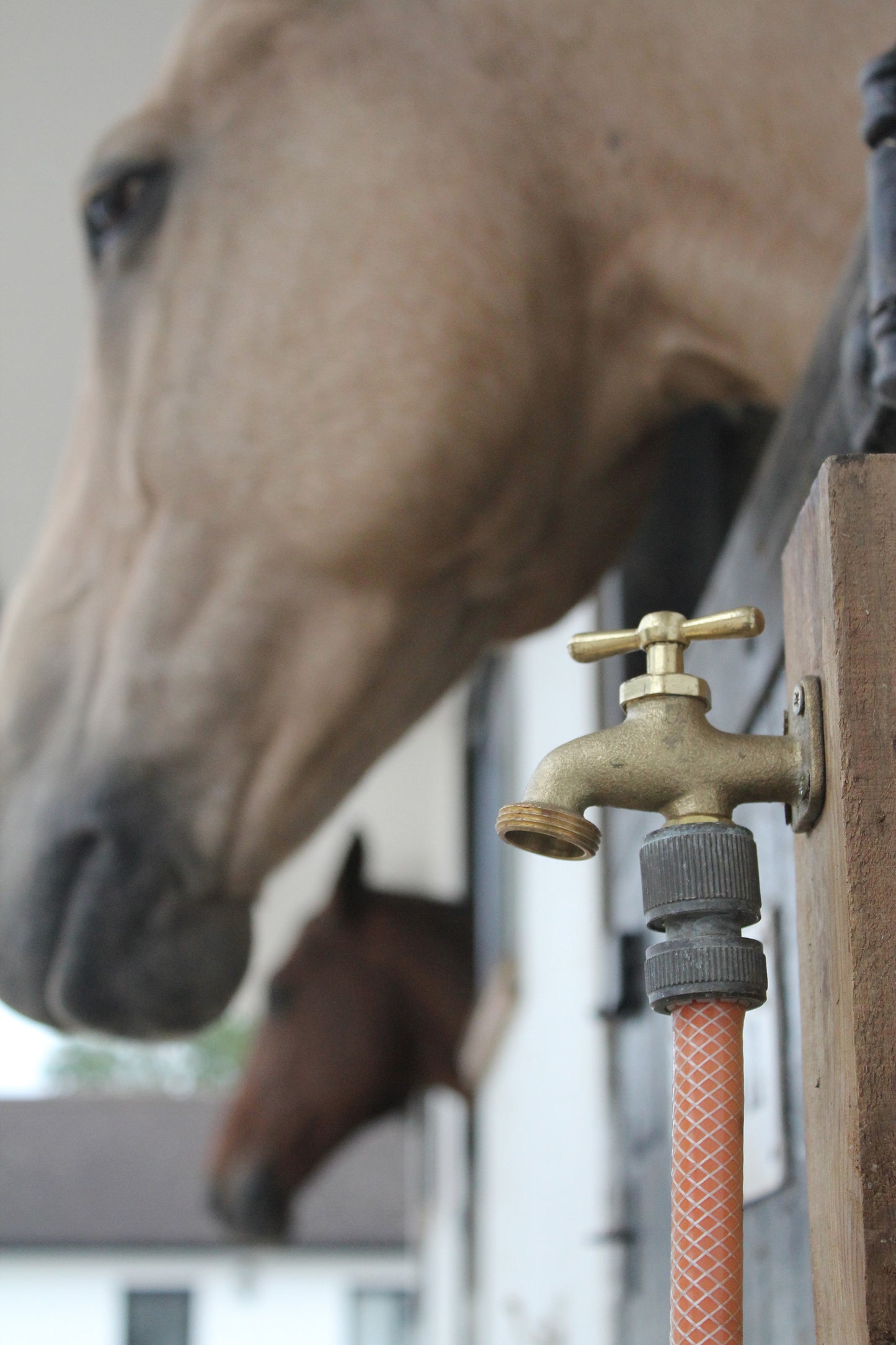 Horse drinking water from a faucet with a hose attached, blurred background