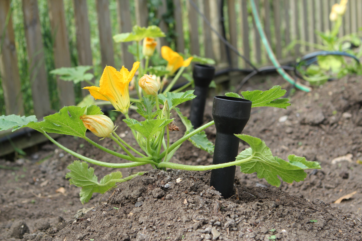 Courgette plant with yellow flowers and black irrigation devices in a garden setting.