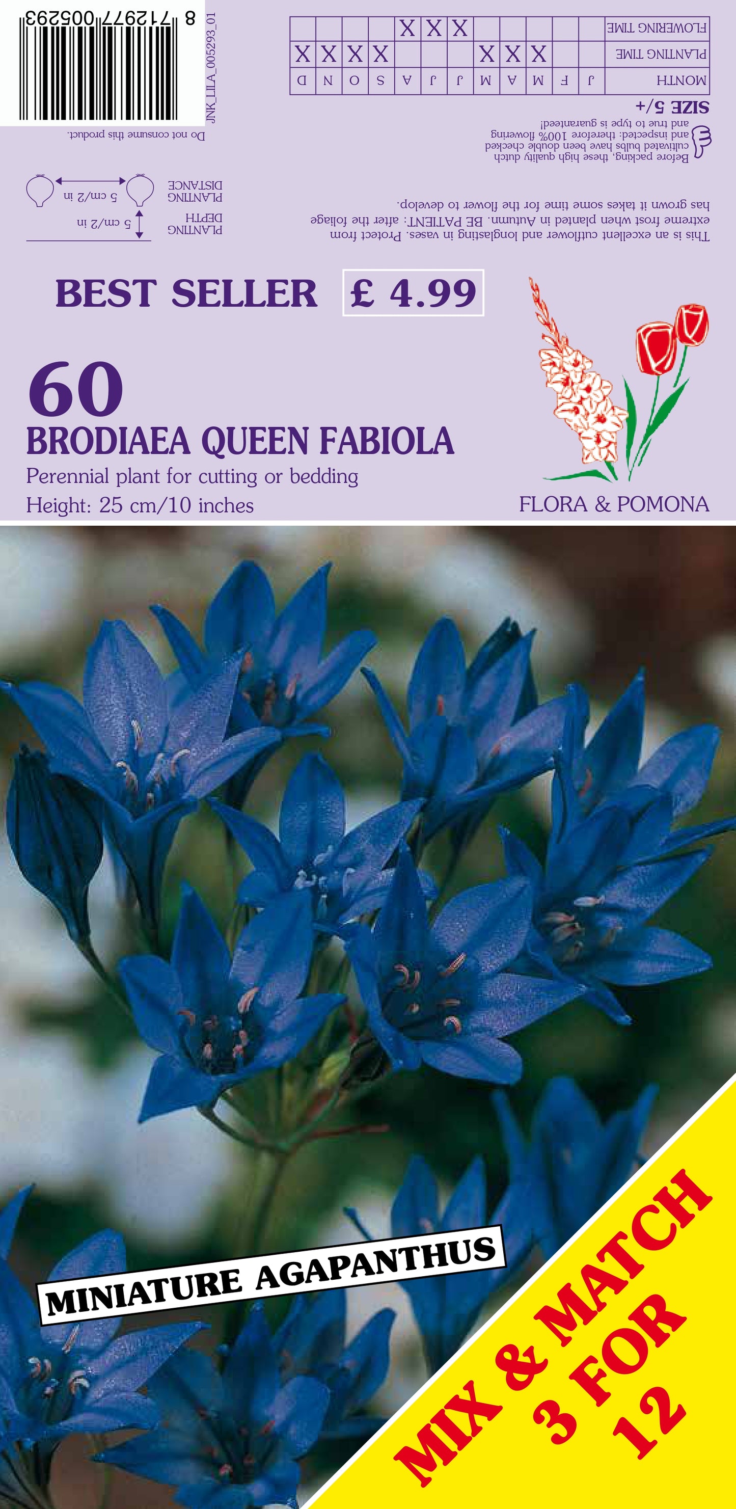 A seed packet for '60 Brodiaea Queen Fabiola' miniature agapanthus, featuring a large photograph of vibrant blue flowers, a purple header with text and planting charts, and a yellow diagonal banner at the bottom right.