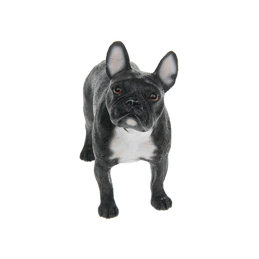 Black and white French Bulldog standing on a white background