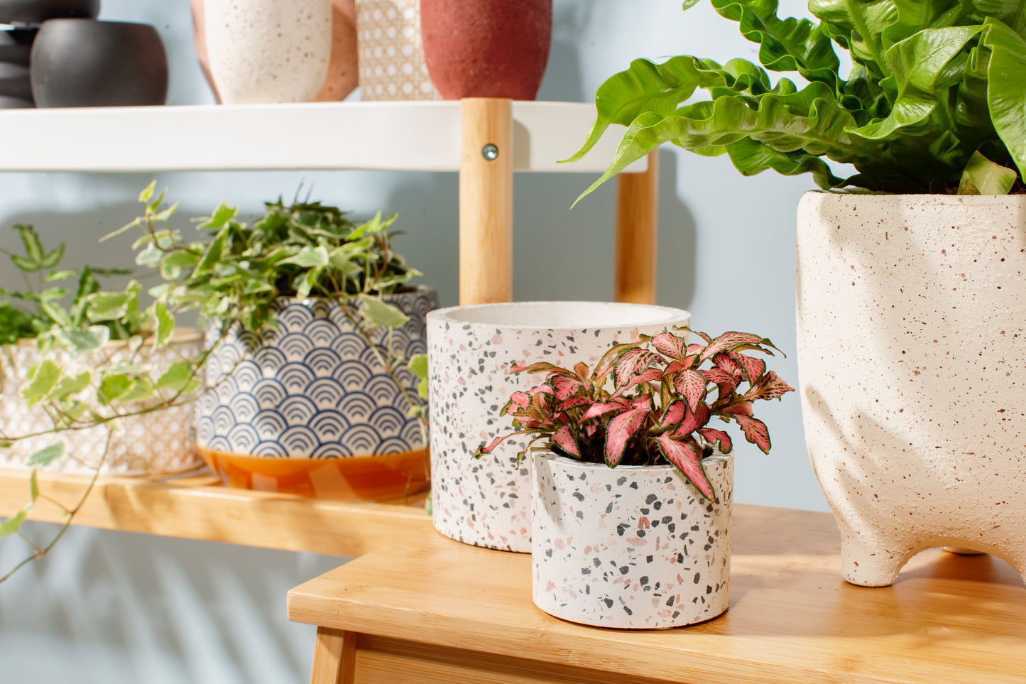 Plant pot cover with plant sticking out the top, on a shelf with other pots