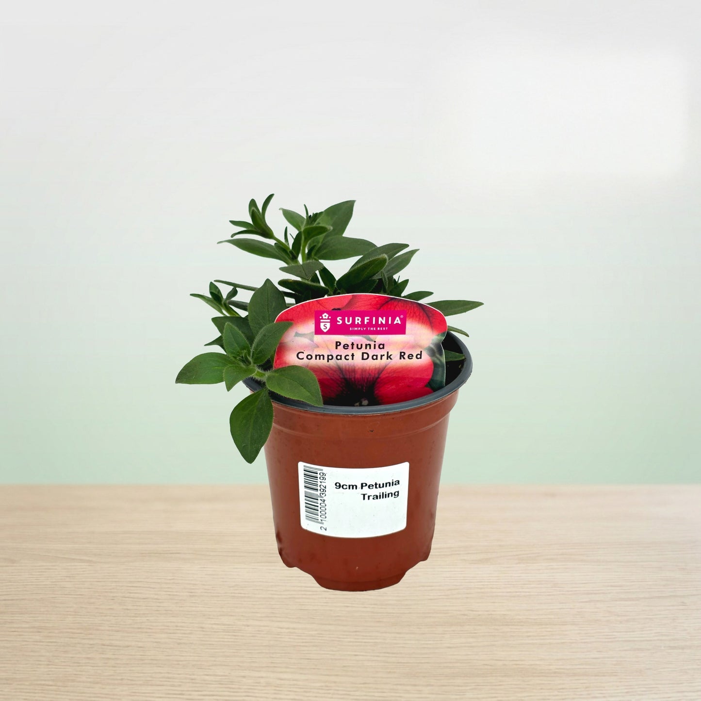 Potted plant with a red label on a wooden surface and light green background