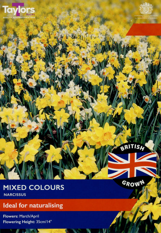 Taylors Bulbs Naturalising Mixed Narcissus 18 Pack Bulbs