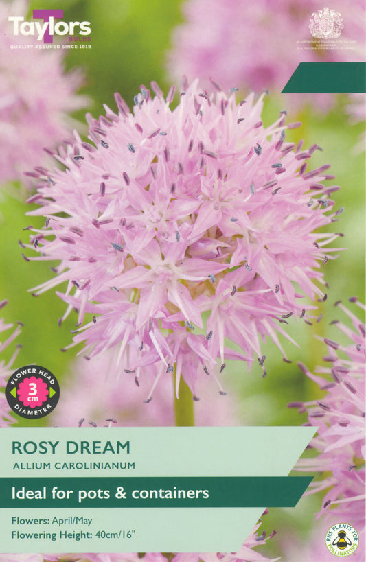 Taylors Bulbs Rosy Dream Allium Carolinianum 7 Pack Bulbs