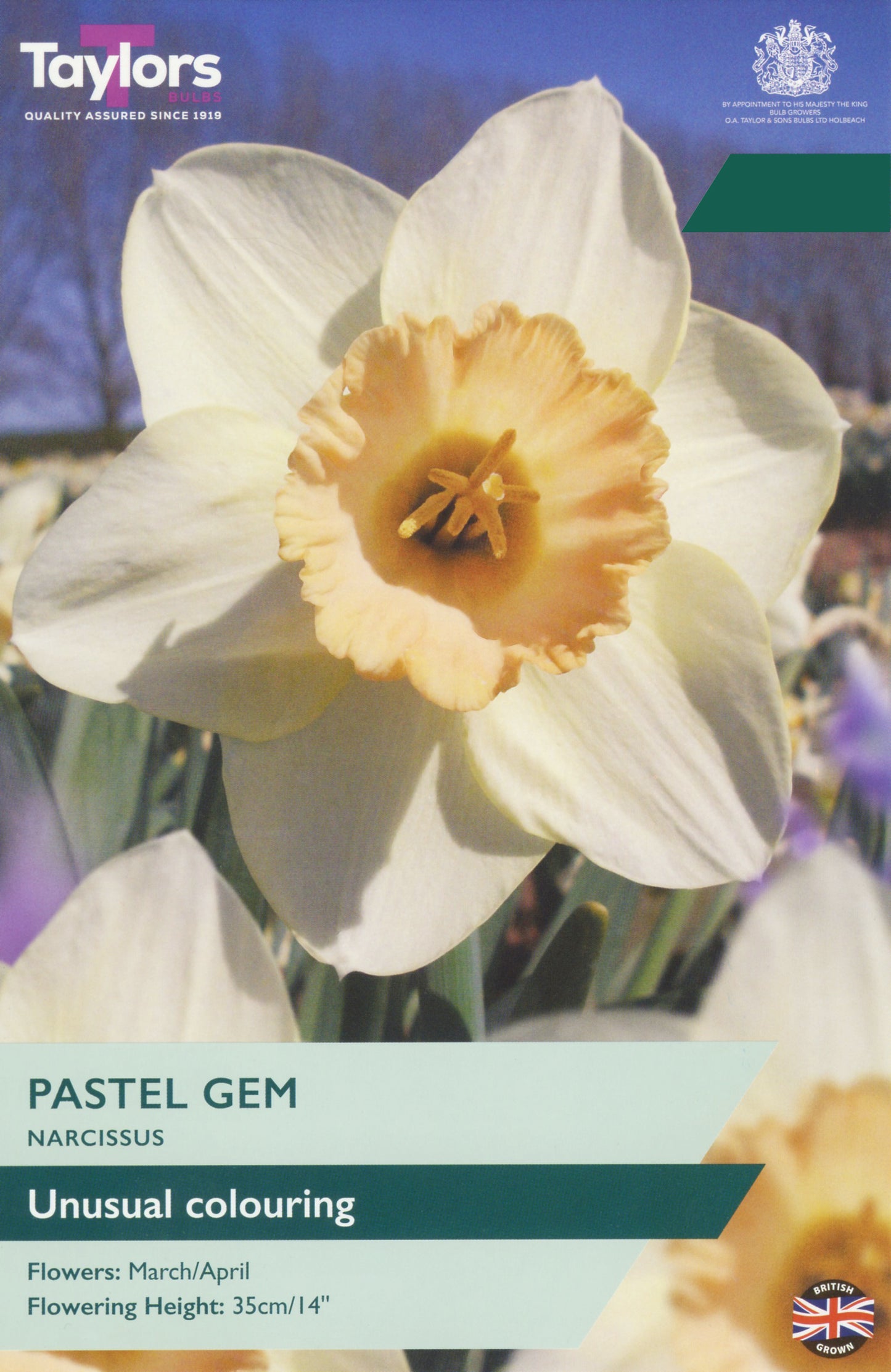 Seed packet for Taylor's 'Pastel Gem' Narcissus, featuring a large photograph of a pale yellow and white daffodil flower with text detailing its unusual coloring and flowering time.