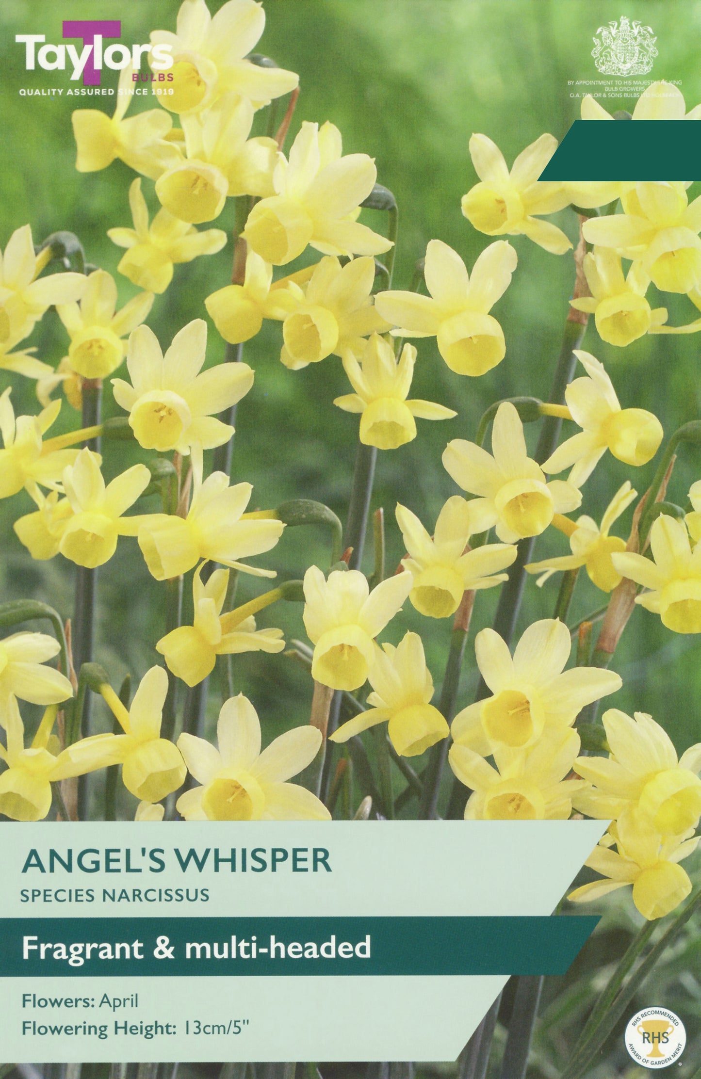 Seed packet for Taylor's Angel's Whisper narcissus, featuring a close-up photo of bright yellow multi-headed flowers on a green background, with product details printed on the front.