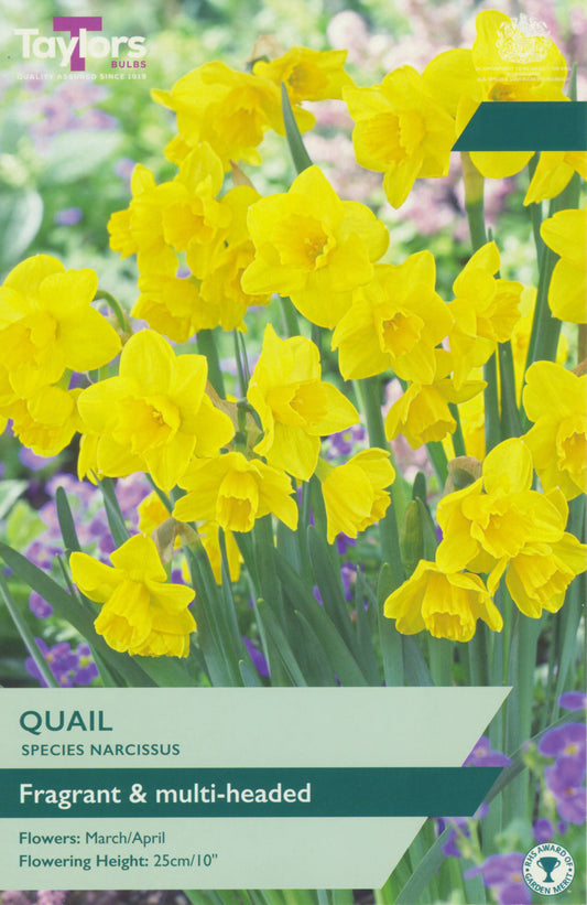 Yellow daffodils with packaging labeled 'Taylors Bulbs' on a blurred natural background
