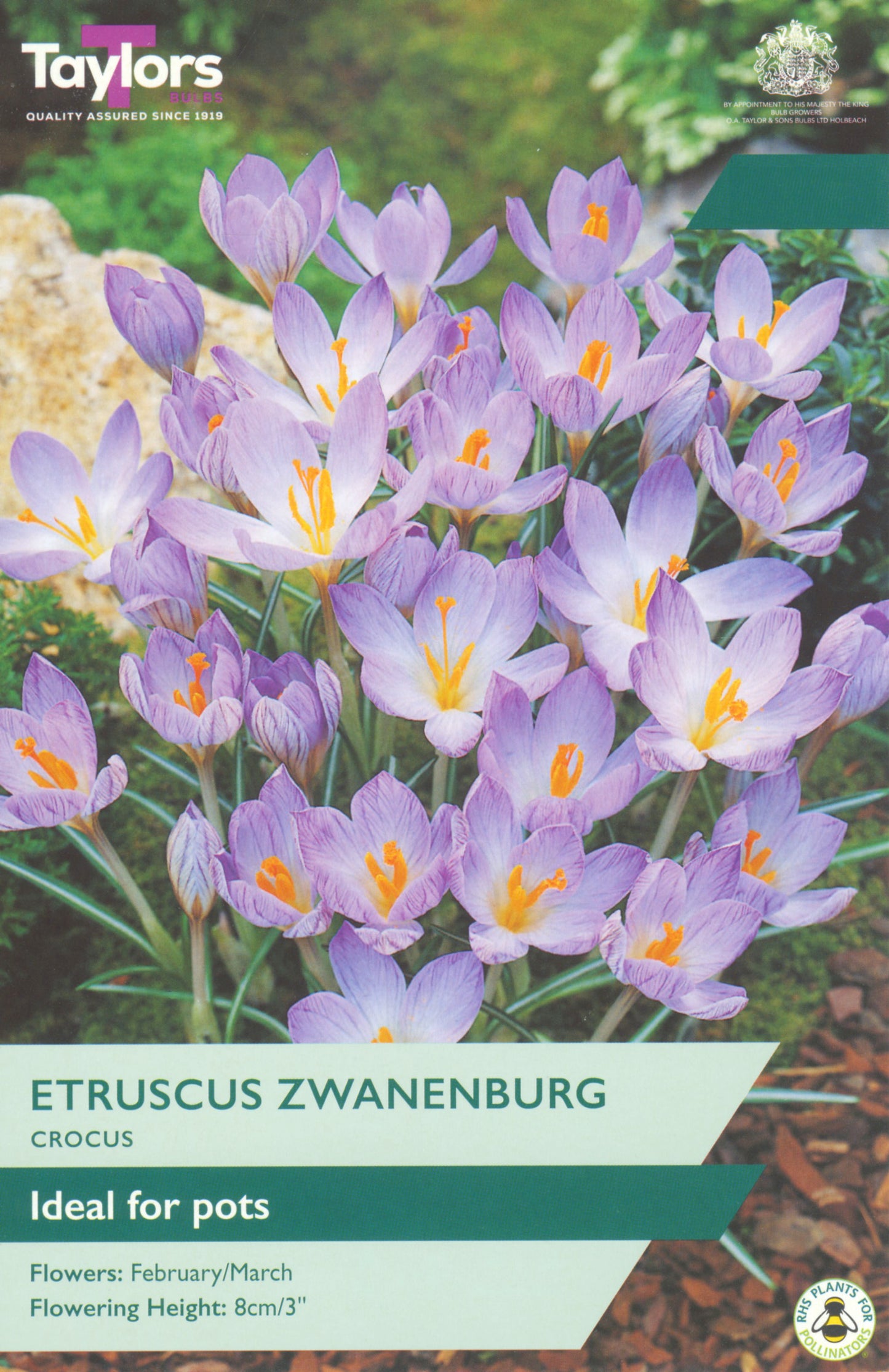 Taylors Bulbs Etruscus Zwanenburg 15 Pack Bulbs
