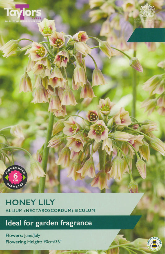 Packaging of Taylors Bulbs Honey Lily with floral illustration and product details.