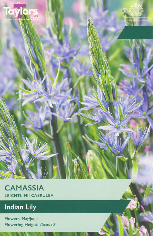 Camassia seed packet with purple flowers and green leaves