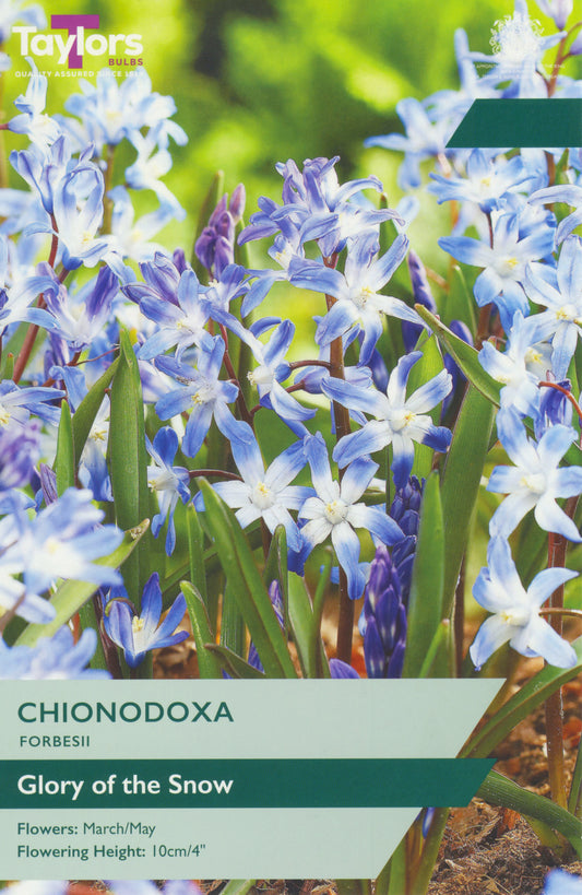 Taylors Bulbs Chionodoxa Forbesii 'Glory of the Snow' packaging with flowers in the background.