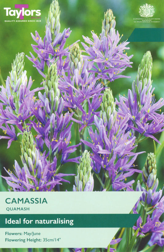 Camassia quamash plant with purple flowers on a green background, featuring the Taylors logo.