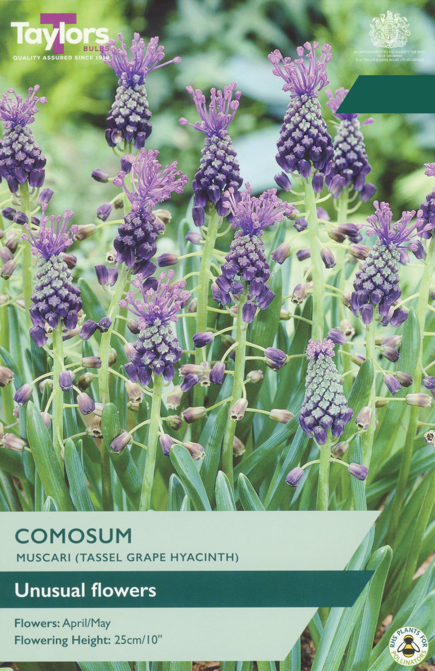 A plant label or packaging graphic for Taylor's Comosum (Muscar) unusual flowers, showing a close-up photo of purple grape hyacinth spikes with green foliage and text overlays.