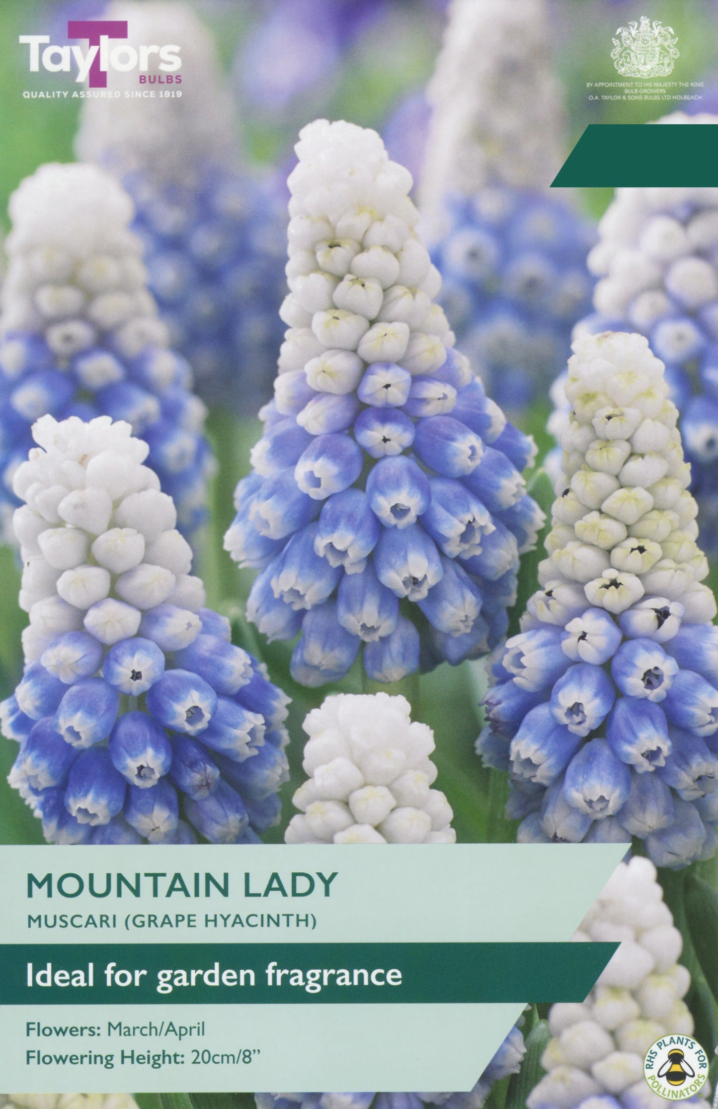 Seed packet for Taylor's Mountain Lady Muscari (Grape Hyacinth) showing close-up photos of the blue and white flowers, with product details at the bottom.